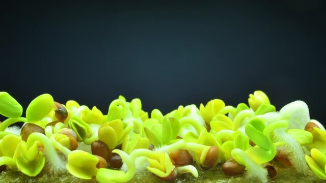 Growing microgreens from seeds close-up, macro timelapse