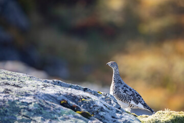 Mountain Ptarmigans chicken in the process of putting on its winter suit,Helgeland,Northern Norway,scandinavia,Europe	