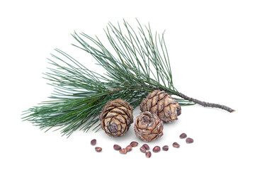 Cedar cone with cedar branch and cedar seeds isolated on white background close up