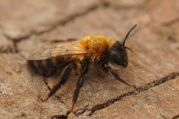 Closeup on a female of the rare black-headed mining bee, Andrena nigriceps