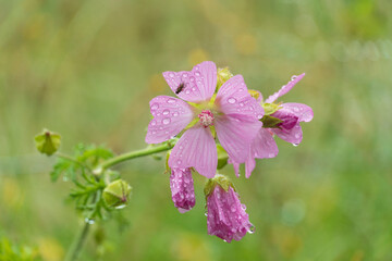Obraz premium Blooming wild pink flower musk mallow Malva alcea, cut-leaved mallow, vervain mallow or hollyhock mallow in summer meadow, Europe,