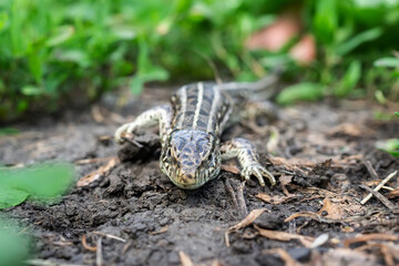 lizard on the grass..