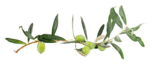 Olive branch isolated on white background. Green olives with leaves.