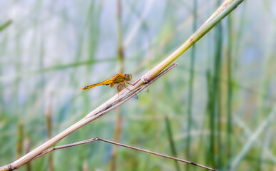 Beautiful orange color common dragonfly sitting on a wild branch under the bright sunlight