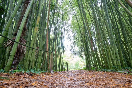 The B�rtiz Garden is the greatest treasure of the Se�or�o de B�rtiz Natural Park in Bertizarana, Navarre. It has over 125 tree species on July 2021