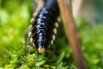 Closeup shot of a Millipede crawling on the ground