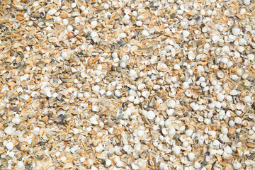 Multi cereal flakes background. Healthy lifestyle concept. Small sea shells on the beach by the sea. Shells of many types and sizes are found on our shelling beaches. at the sunset and warm tone.