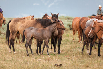 Herd of ranch horses in Montana grazing in the Pryor Mountains.