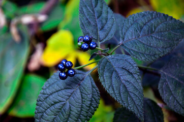 Wild black berries fruits in the jungle. Closeup of a lantana camara berries