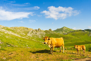 Adult cow and calf grazing on the Angliru peak, Asturias.