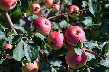 Large, red, sweet, ripe autumn apples. 
