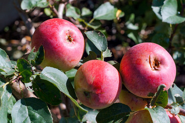 Large, red, sweet, ripe autumn apples. 