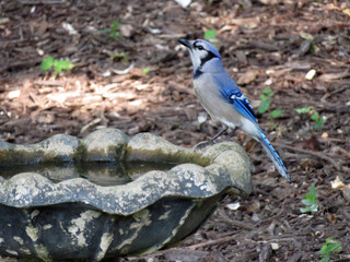 Bluejay on Bath