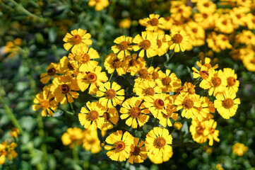 A variety of beautiful summer flowers.