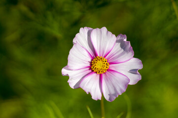Obraz premium A variety of beautiful summer flowers.