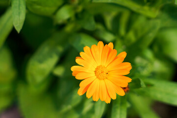 A variety of beautiful summer flowers.