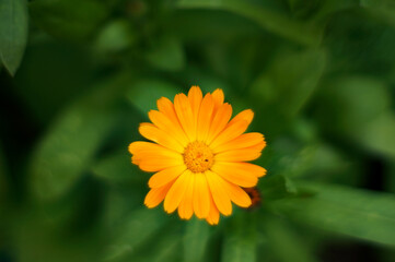 A variety of beautiful summer flowers.