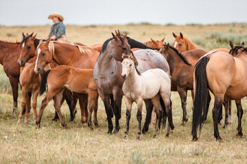 herd of mares and foals on the range in Montana near the Pryor mountains with smoky skies from wild...