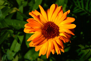 A variety of beautiful summer flowers.