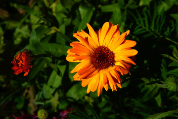 A variety of beautiful summer flowers.