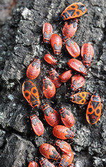 Colony of beetles Pyrrhocoris apterus on a tree trunk