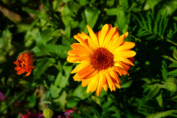 A variety of beautiful summer flowers.