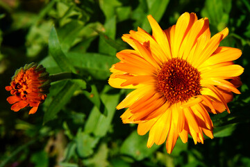 A variety of beautiful summer flowers.