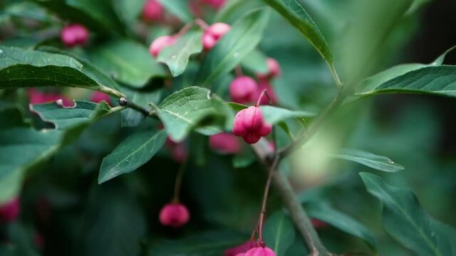 Forest berry Red European euonymus on a tree branch. Slow motion pink flower in the form of a heart