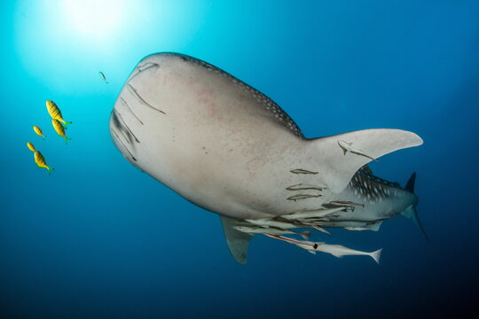 Whale Shark On Tofo Beach Mozambique