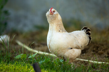 Dwarf chicken faverolle