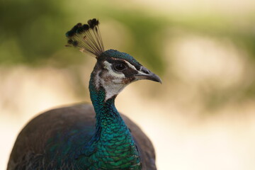 Obraz premium PAVO REAL RETRATO