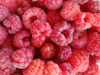 Large, red, sweet, ripe raspberries. 