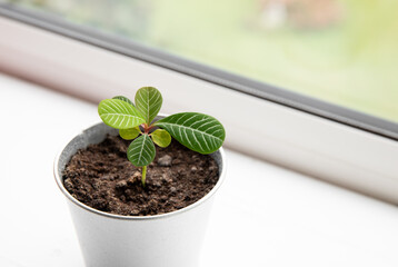Close up view of young houseplant Euphorbia leuconeura called Madagascar jewel. Growing on home window sill. Copy space on white background.