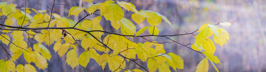 Beautiful panoramic autumn scenery with colorful leaves and bokeh background