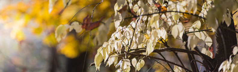 Beautiful panoramic autumn scenery with colorful autumn leaves on a soft background