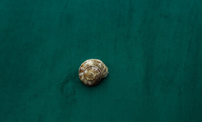 a small snail clinging to the green tourist camp