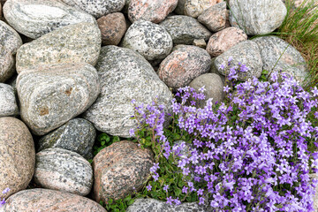 Blooming small flowers in combination with stones and lilac flowers