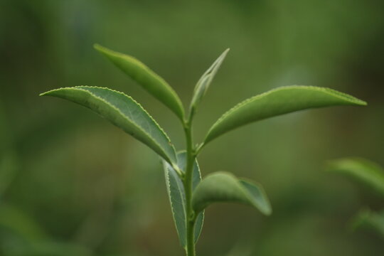 Close-up Of Fresh Tea Plant