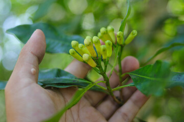 Clove tree with aromatic flower buds in bloom growing in Sukabumi, West Java, Indonesia. Natural sweet and aromatic spice, plant with medicinal properties.