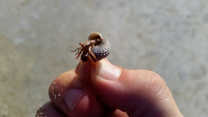 hermit crab in hand