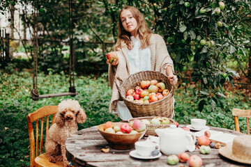 teenage girl is standing in garden with a basket full of ripe apples with poodle dog near table set for teatime, concept of picking fruit and harvest on farm