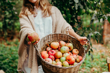 teenage girl is standing in the garden with a basket full of ripe apples, the concept of picking fruit and harvest © klavdiyav
