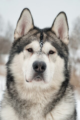 Malamute dog breed portrait on the background of a winter urban landscape