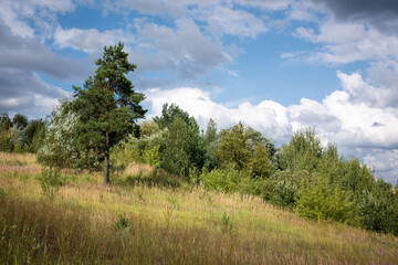 Belarusian summer landscape. Pine tree on the hillside. Blue sky with clouds.