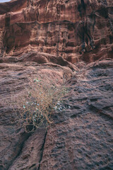 A small bush grows on the red wind-beaten mountain, Wadi Rum, Jordan