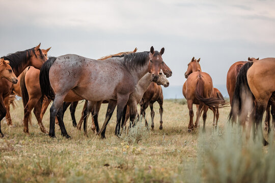 herd of mares and foals on the range in Montana near the Pryor mountains with smoky skies from wild fires.