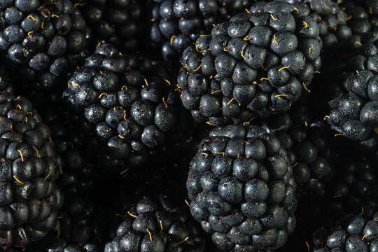 Fresh Picked Blackberries Close Up Shot. Natural Fruit Background