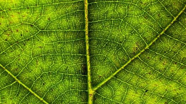 Yellow And Green Leaf Macro Natural Background.macro view of an autumn leaf.organic plant and leaf's vein with slow upward motion.Nature	
