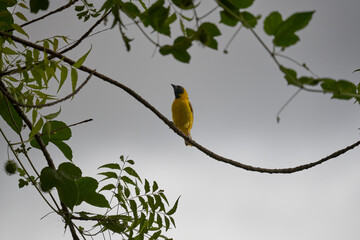 bird on a branch, ploceus velatus, masked weaver