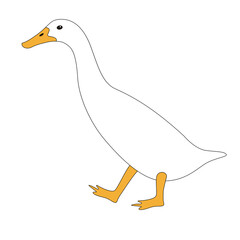 duck bird , vector illustration,flat style, lining draw , side